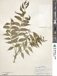 Sapindus saponaria image