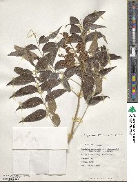 Sapindus saponaria subsp. drummondii image