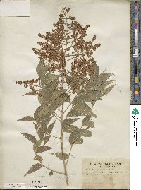 Sapindus saponaria subsp. drummondii image