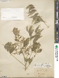 Sapindus saponaria subsp. drummondii image