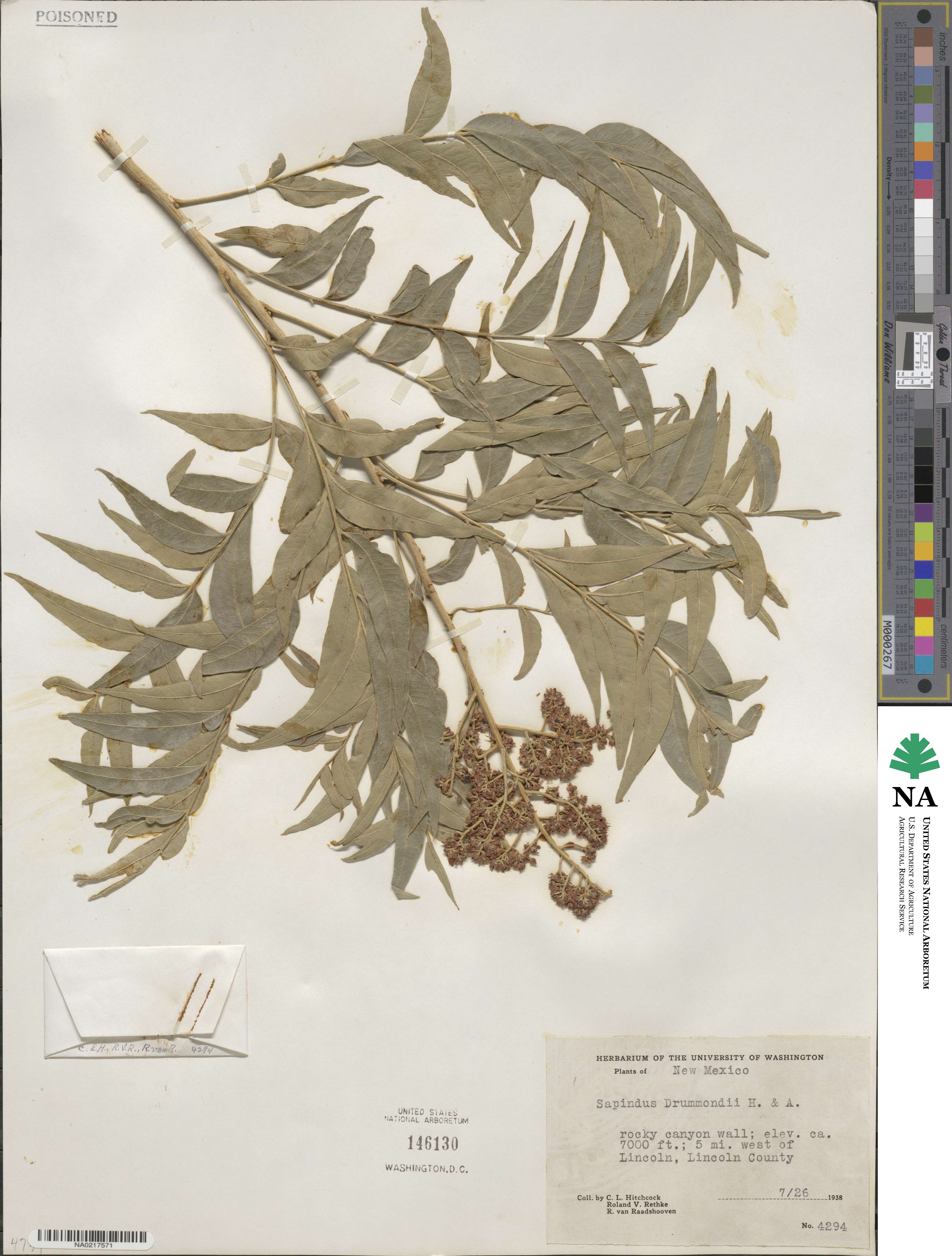 Sapindus image