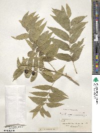 Sapindus saponaria image