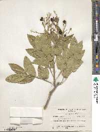 Sapindus saponaria image