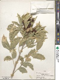 Sapindus saponaria image