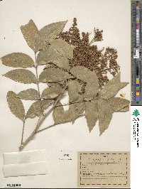 Sapindus saponaria image