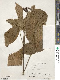 Sapindus trifoliatus image