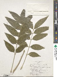 Sapindus saponaria image