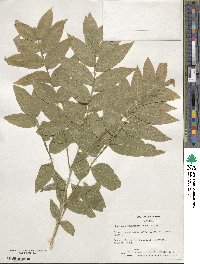 Sapindus saponaria subsp. drummondii image