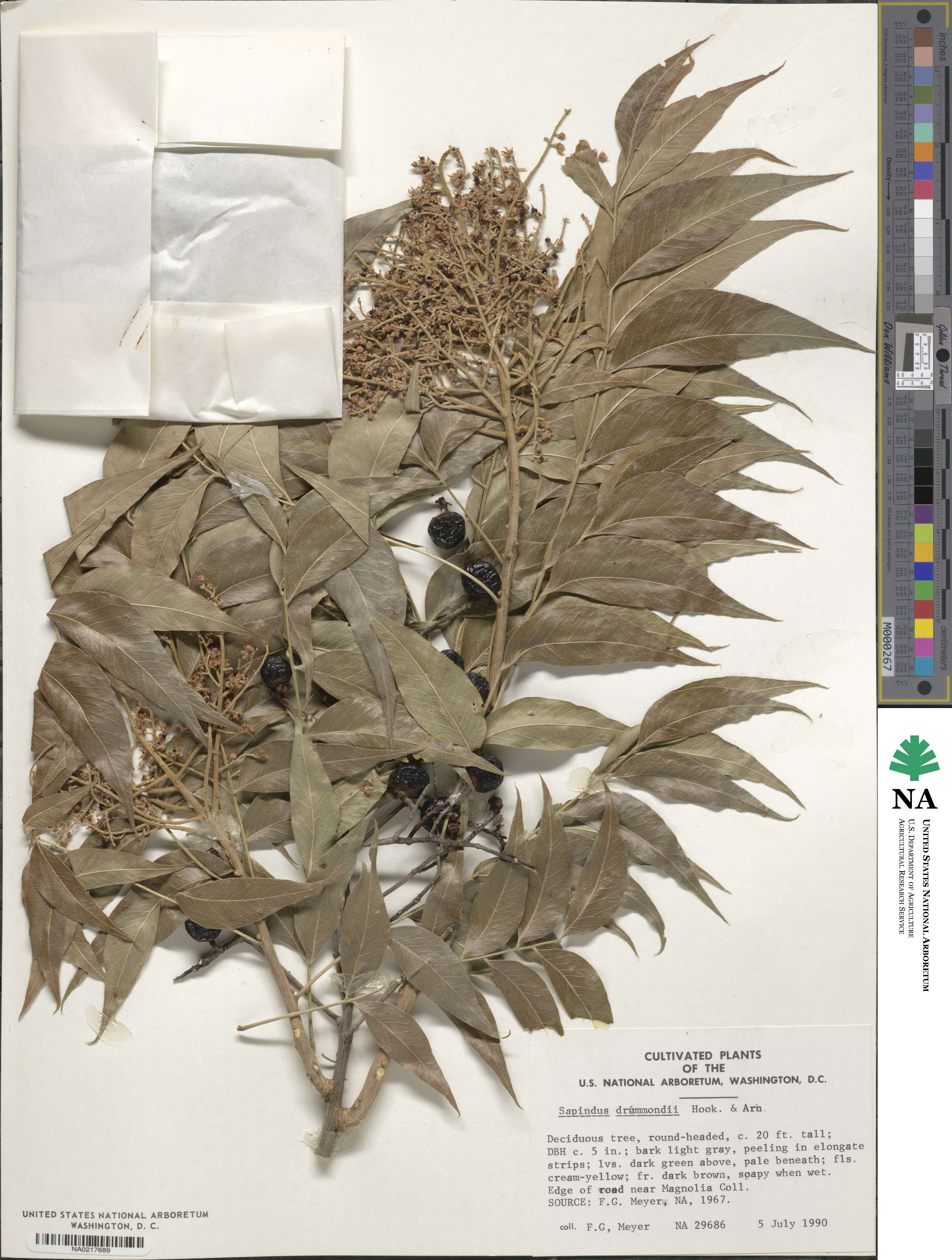 Sapindus saponaria subsp. drummondii image