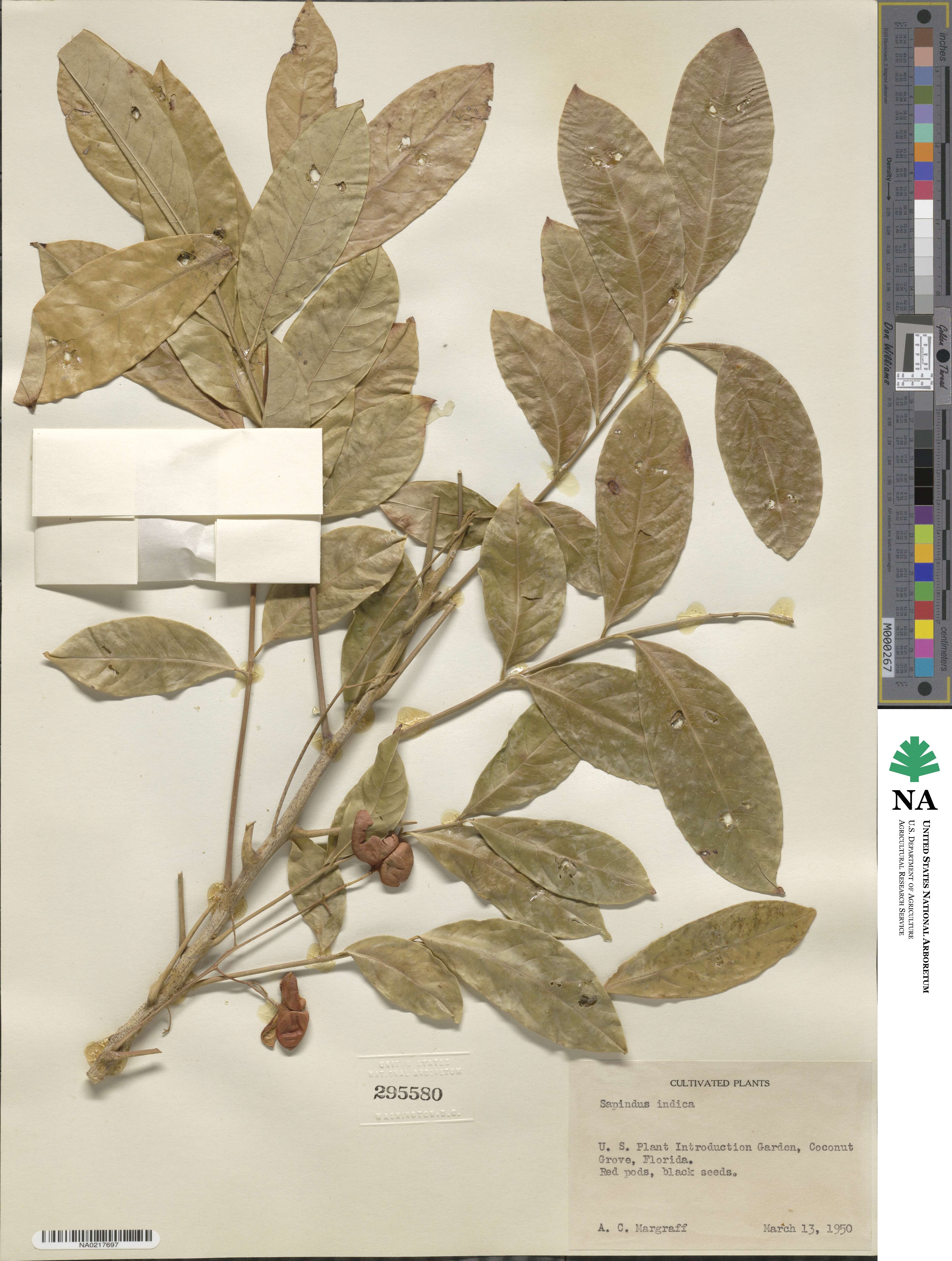Sapindus indica image