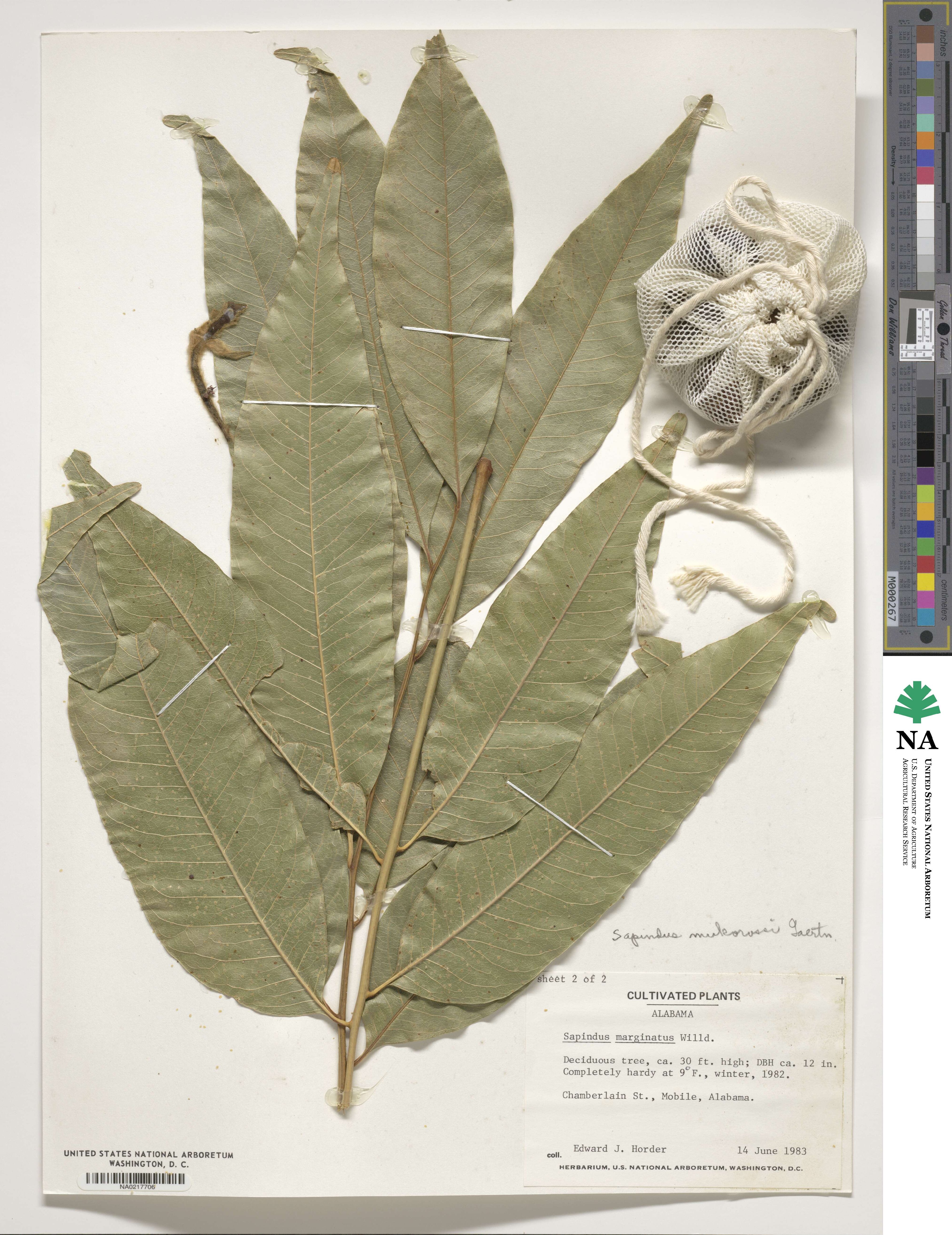 Sapindus mukorossi image