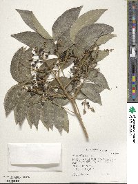 Sapindus saponaria image