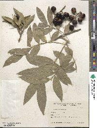 Sapindus saponaria image