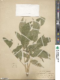 Sapindus saponaria image