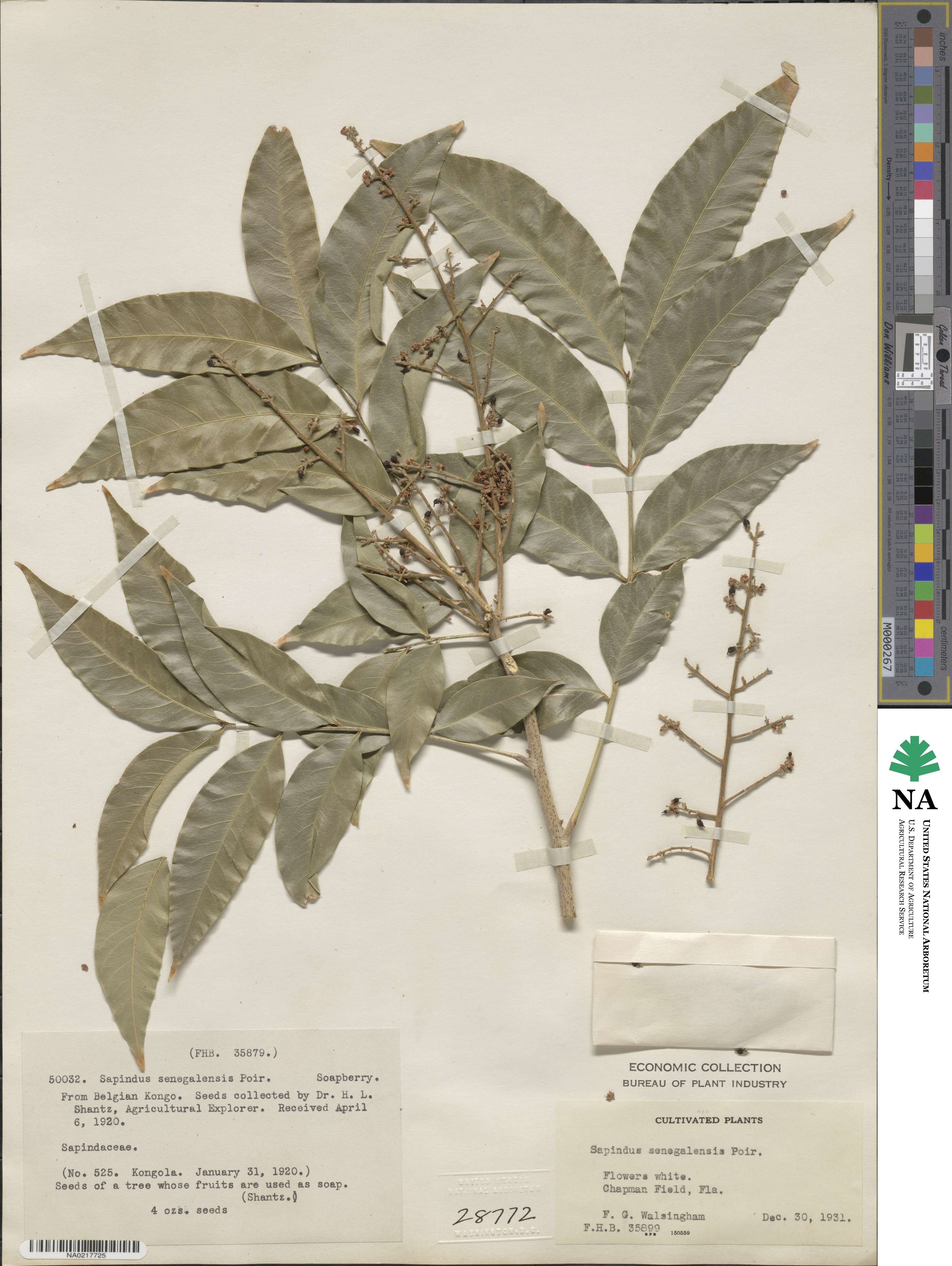 Lepisanthes senegalensis image