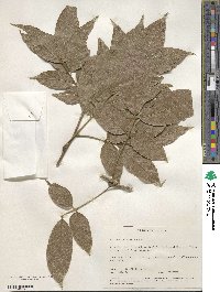 Sapindus trifoliatus image