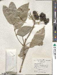 Sapindus trifoliatus image