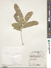 Image of Deinbollia oblongifolia