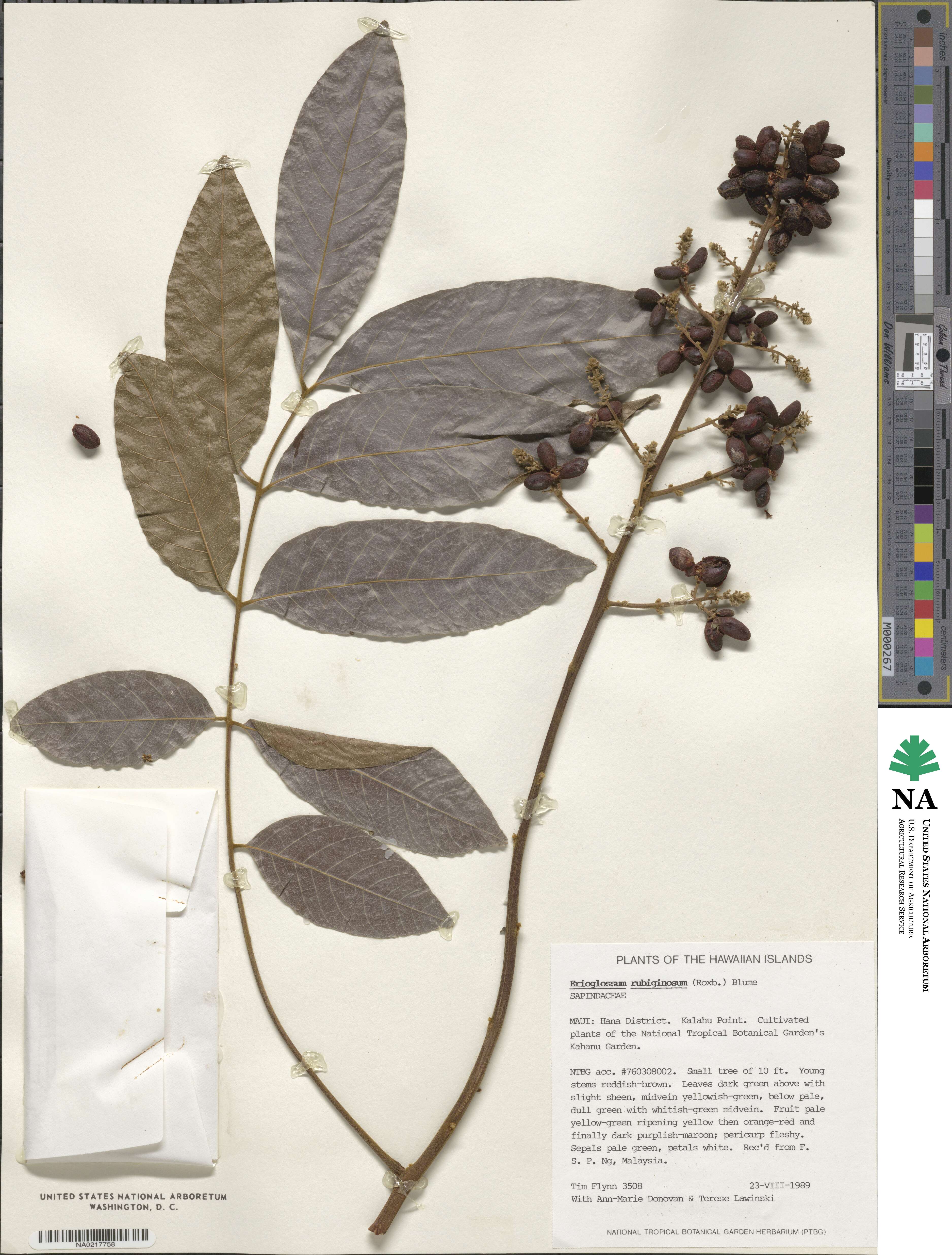 Lepisanthes rubiginosa image