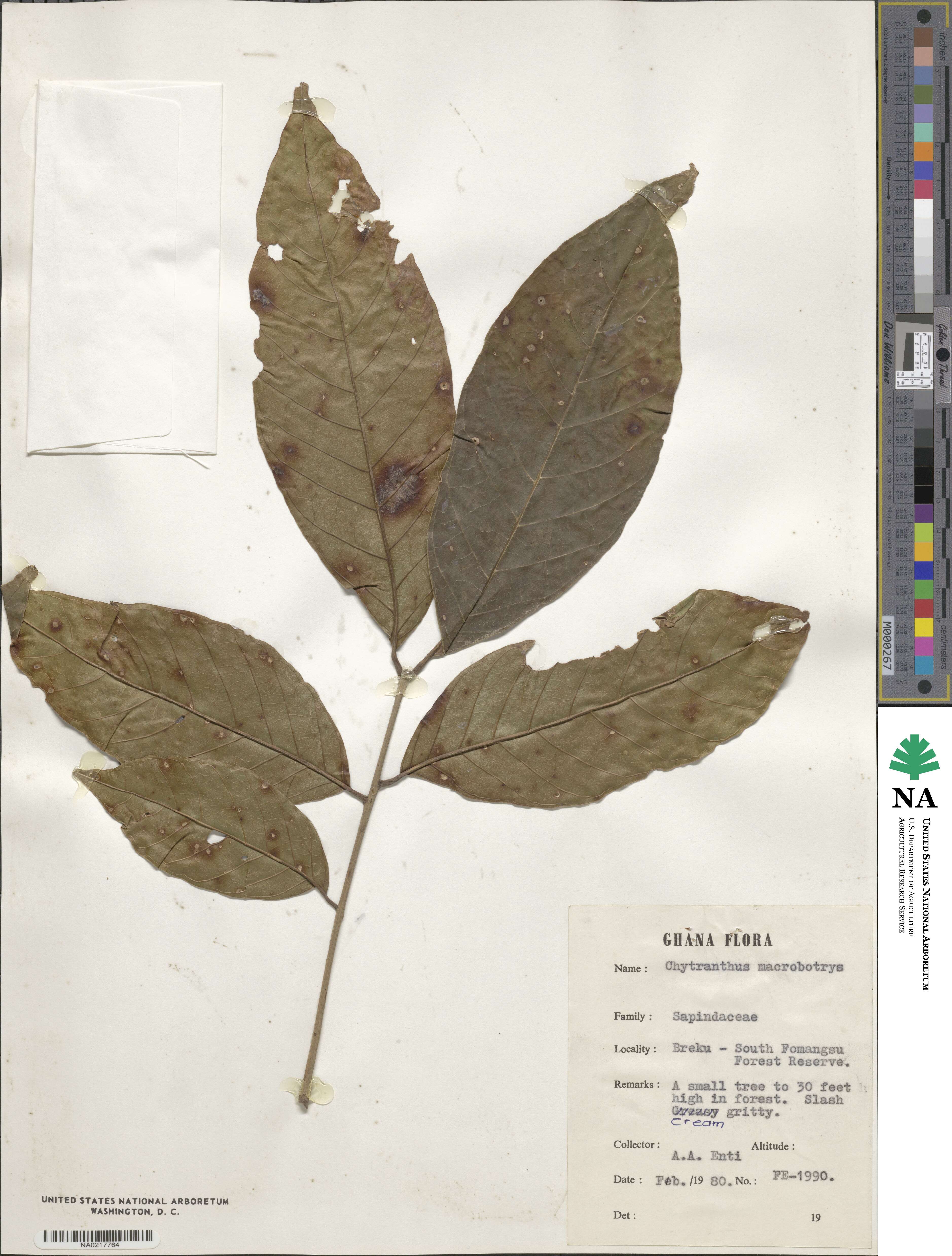 Chytranthus macrobotrys image