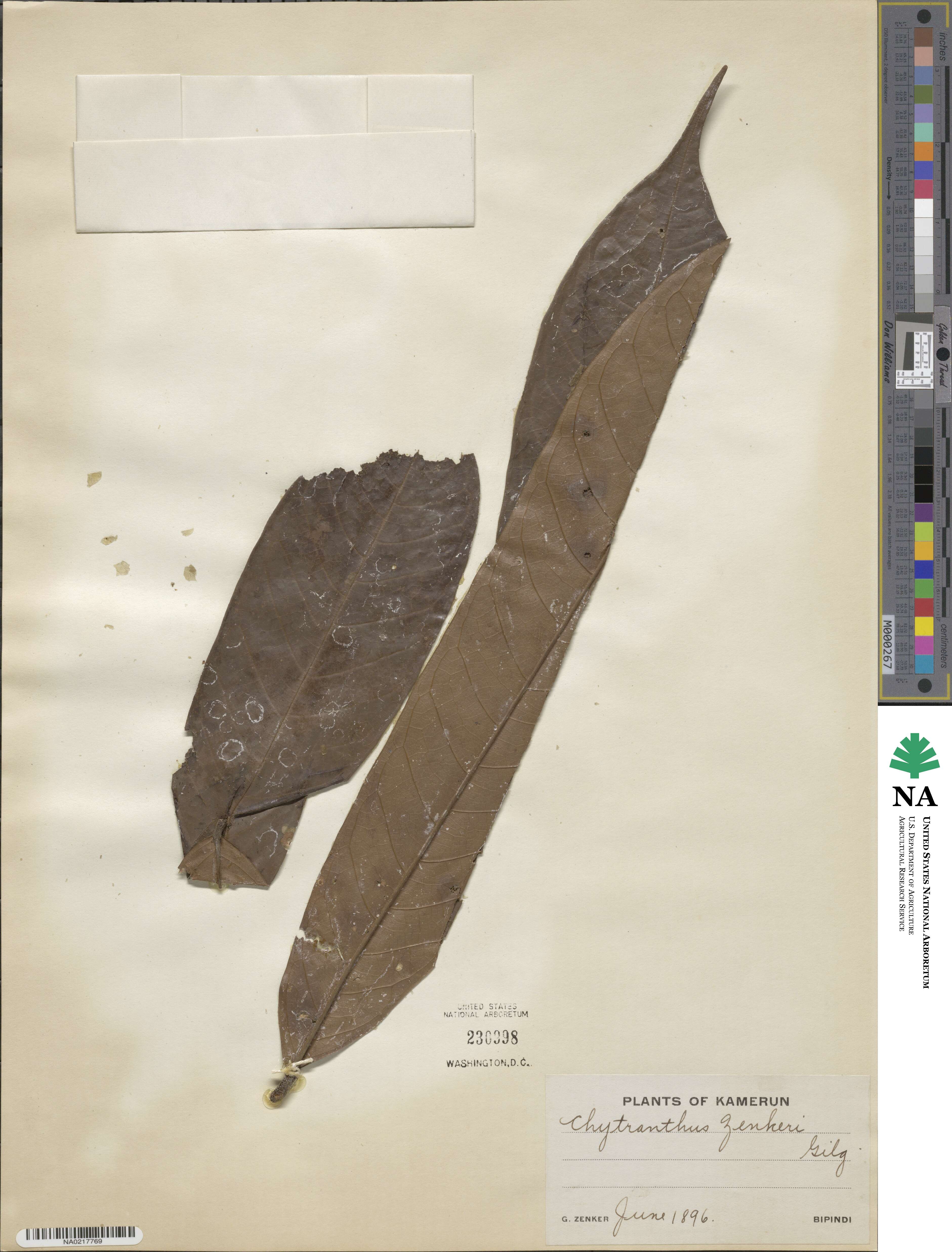 Chytranthus macrophyllus image