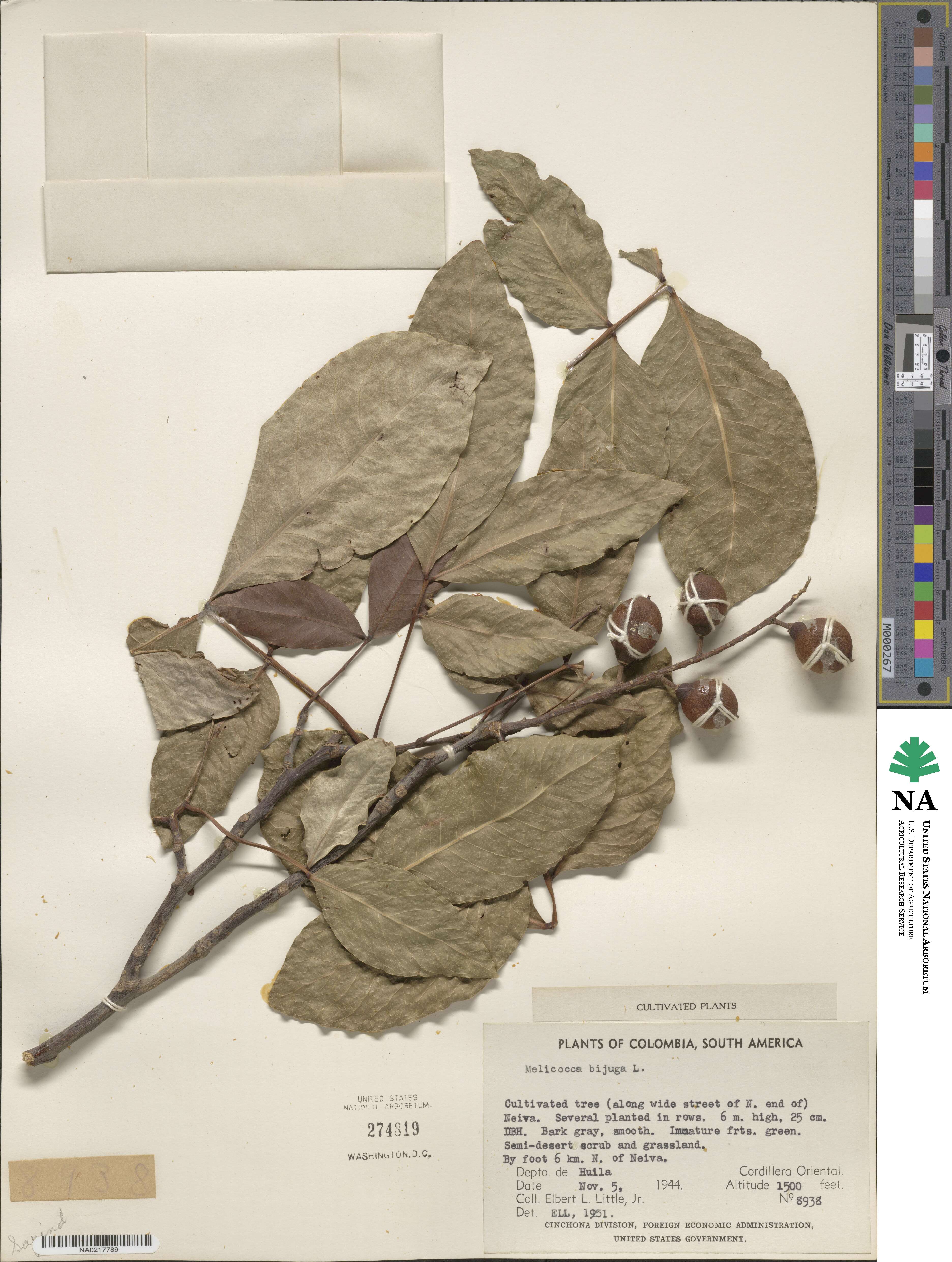 Melicoccus image