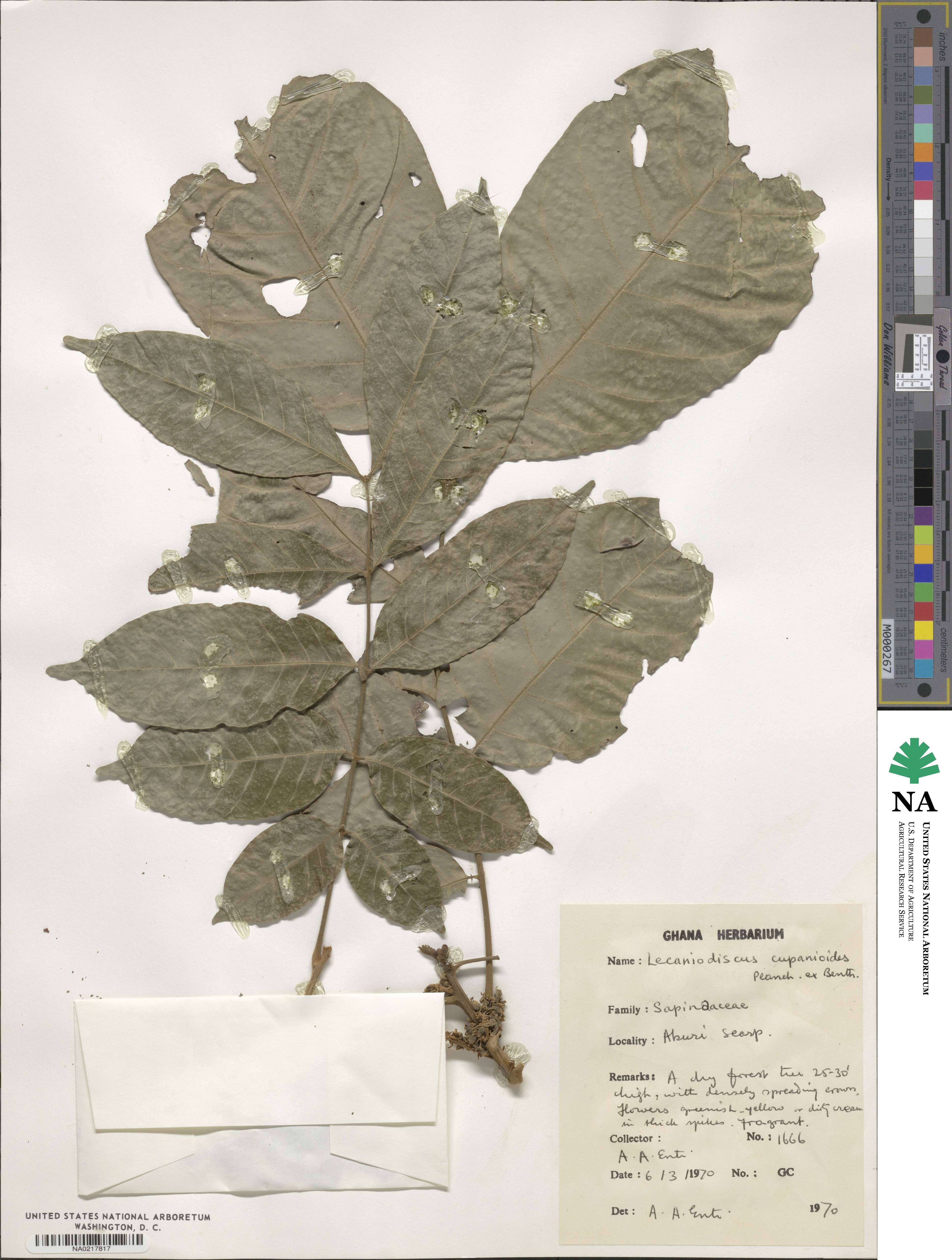 Lecaniodiscus cupanioides image