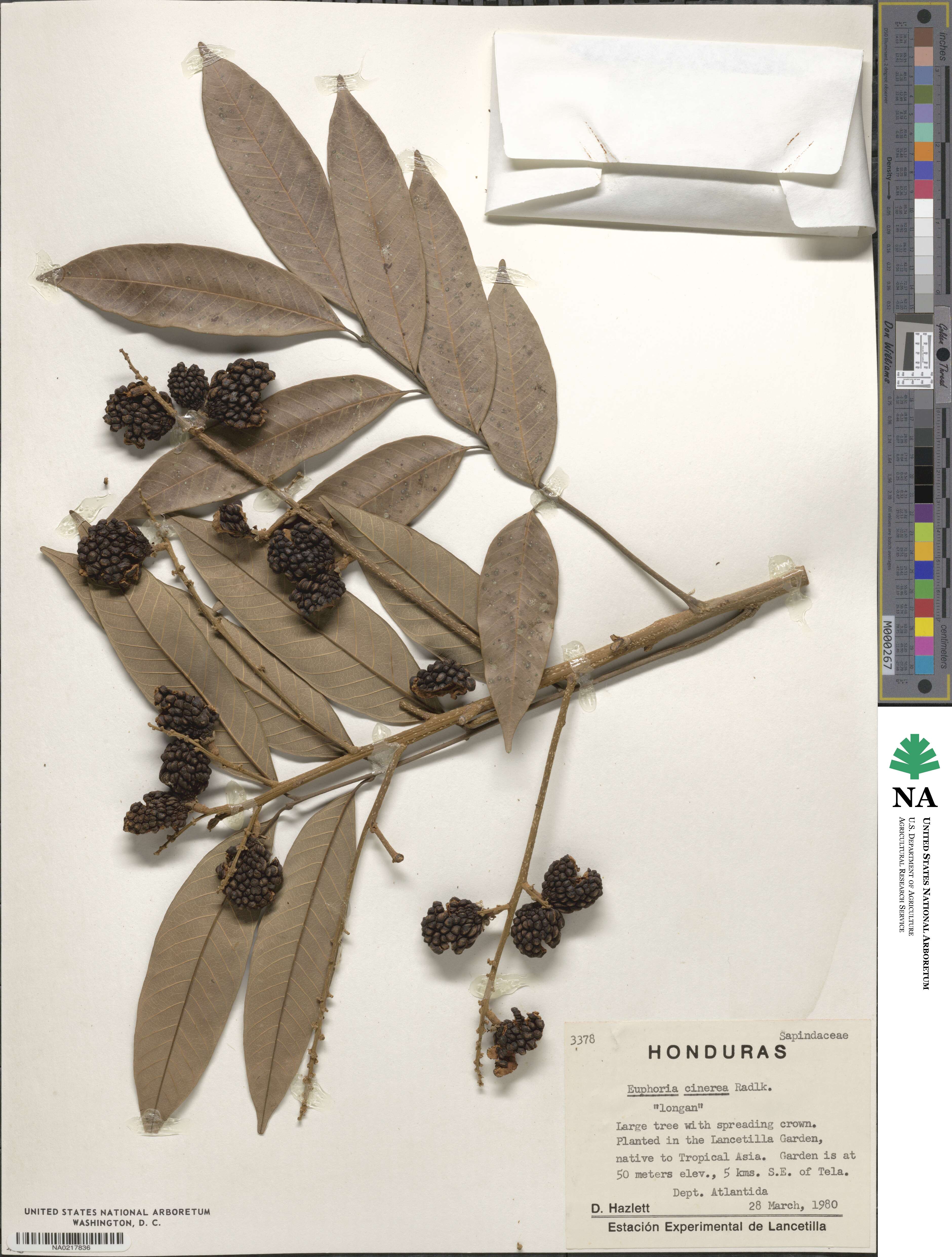 Euphoria cinerea image
