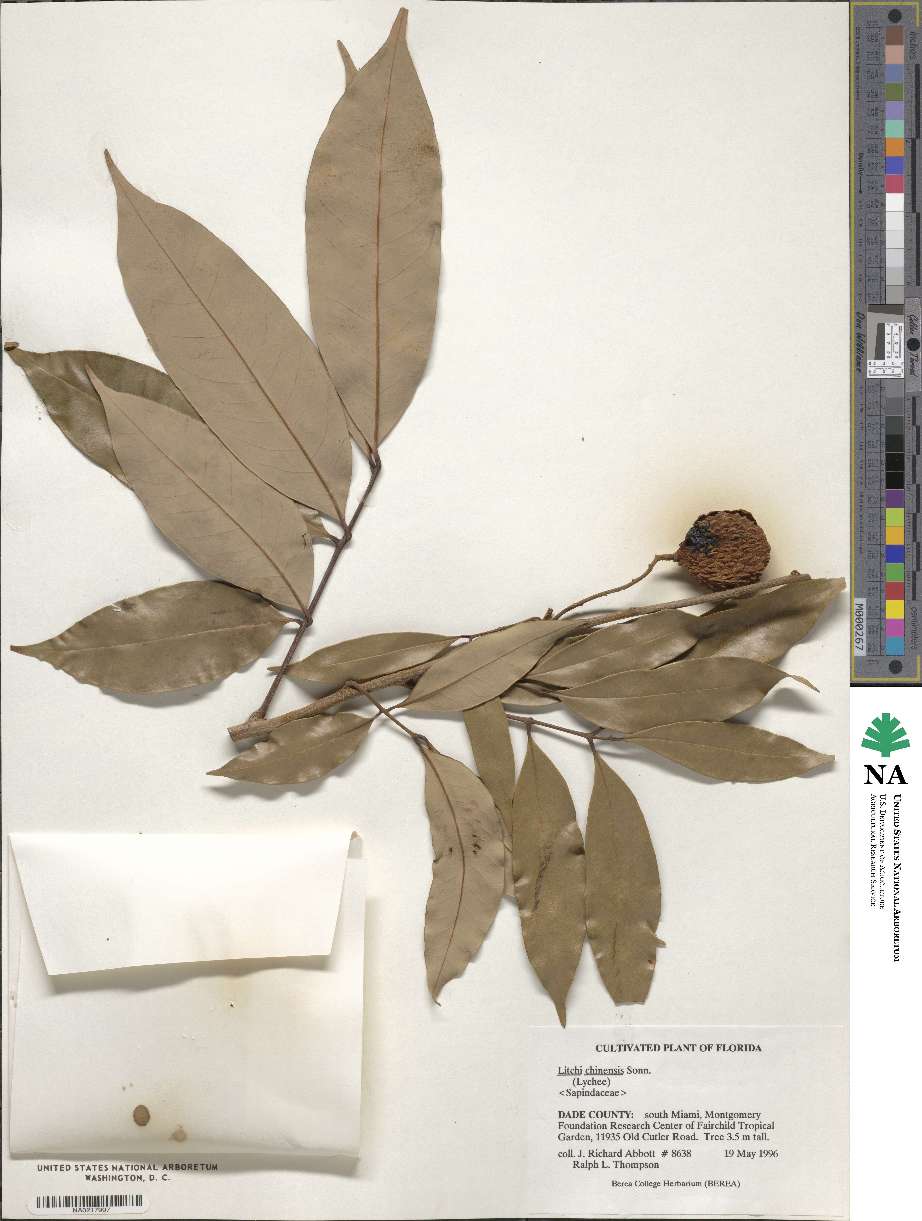 Litchi chinensis image