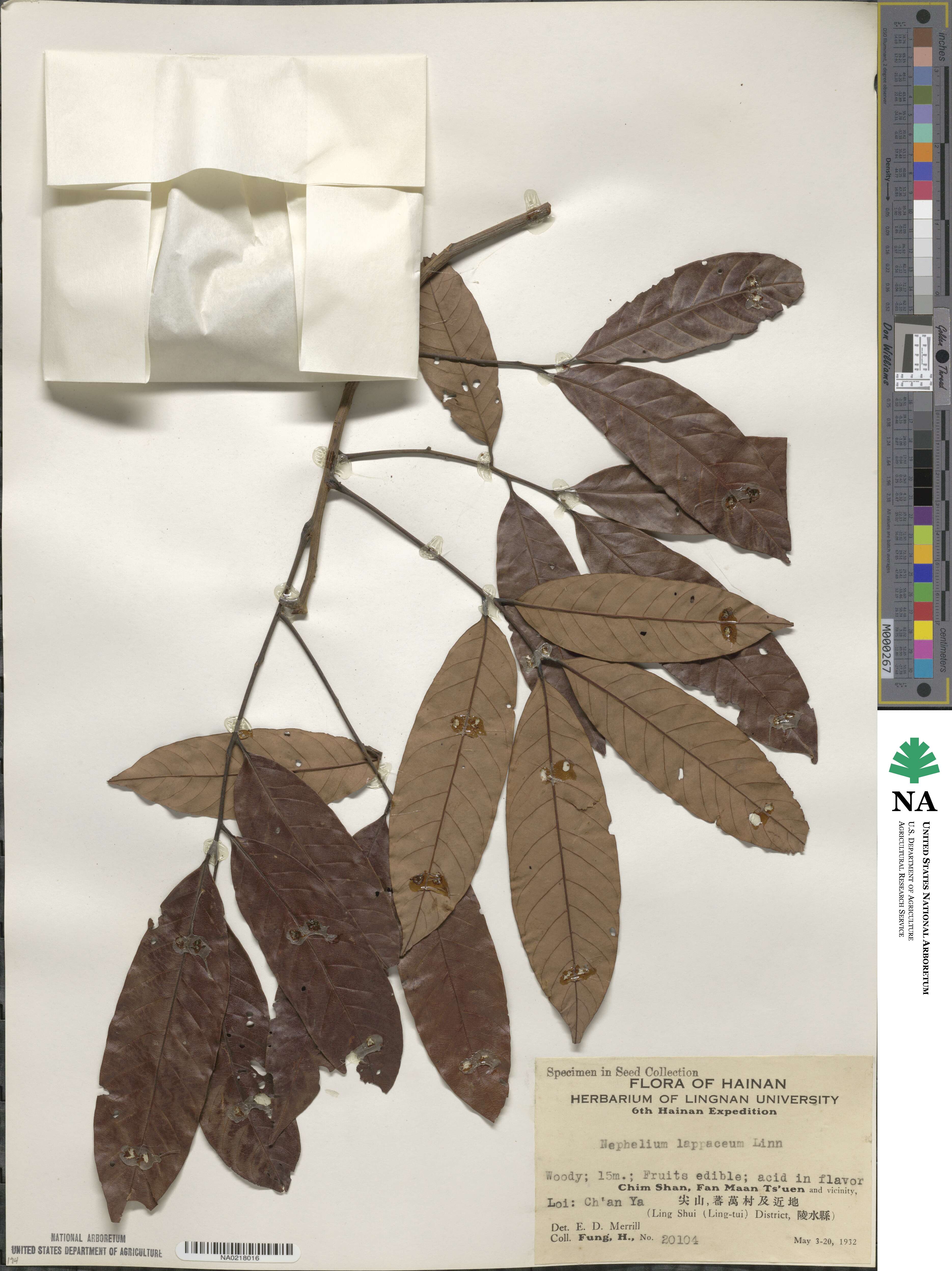 Nephelium lappaceum image