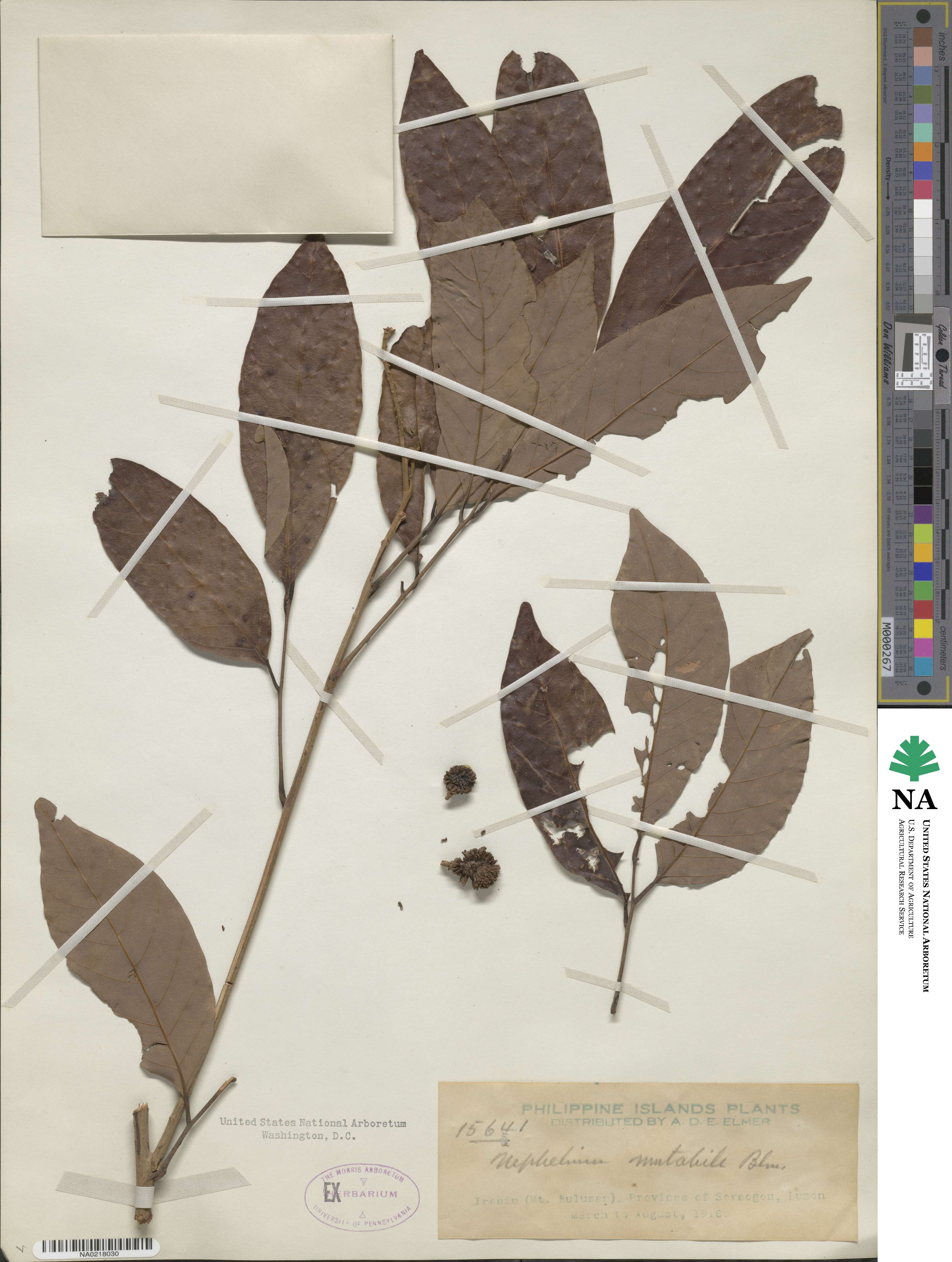 Nephelium ramboutan-ake image
