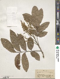 Nephelium lappaceum image