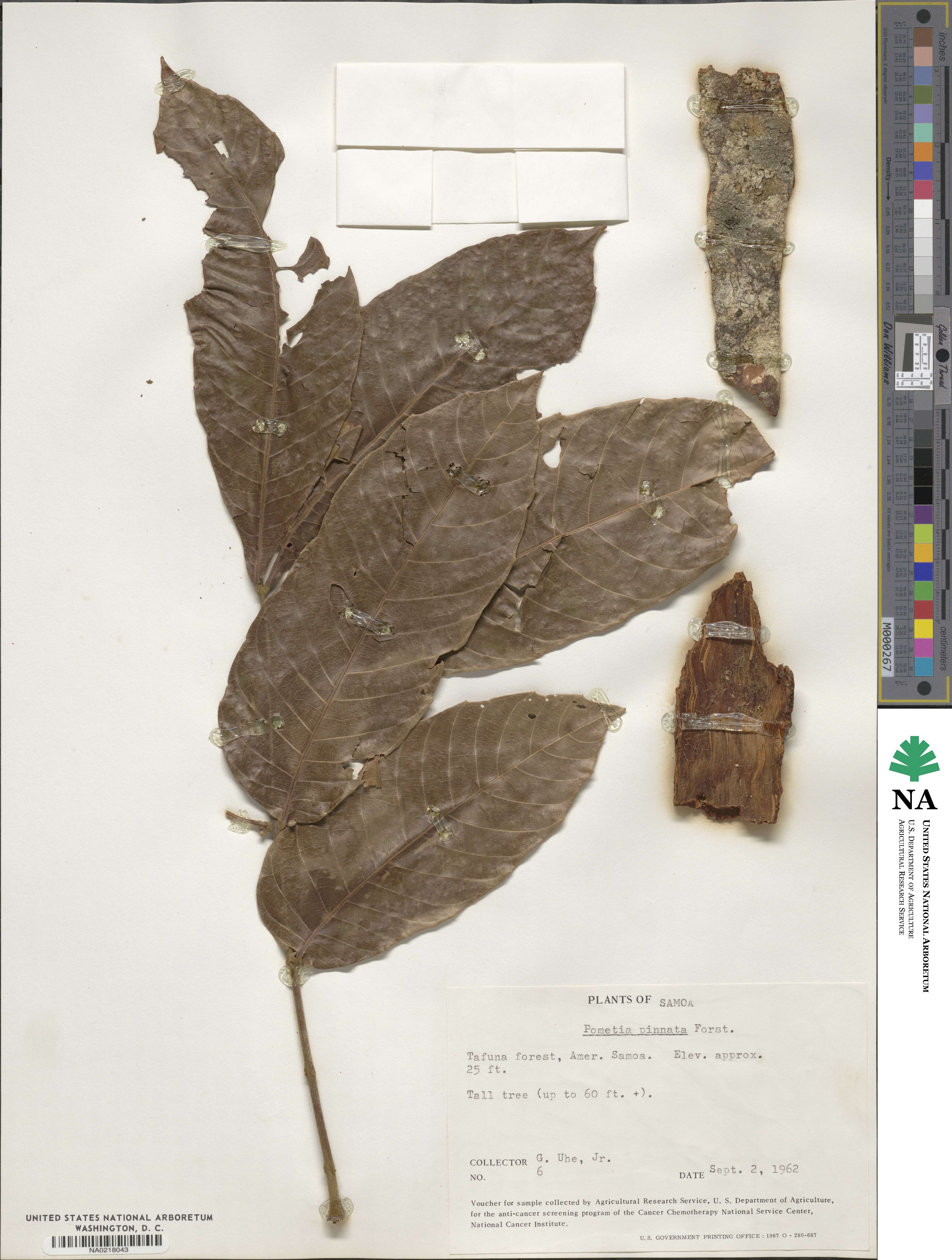 Pometia pinnata image