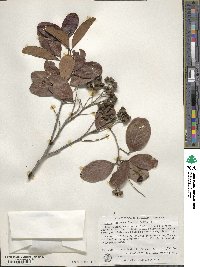 Alectryon coriaceus image