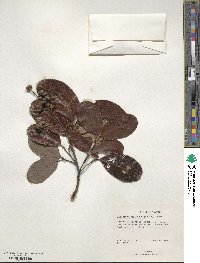 Alectryon coriaceus image