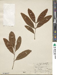 Image of Stadtmannia oppositifolia