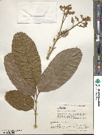 Cupania latifolia image