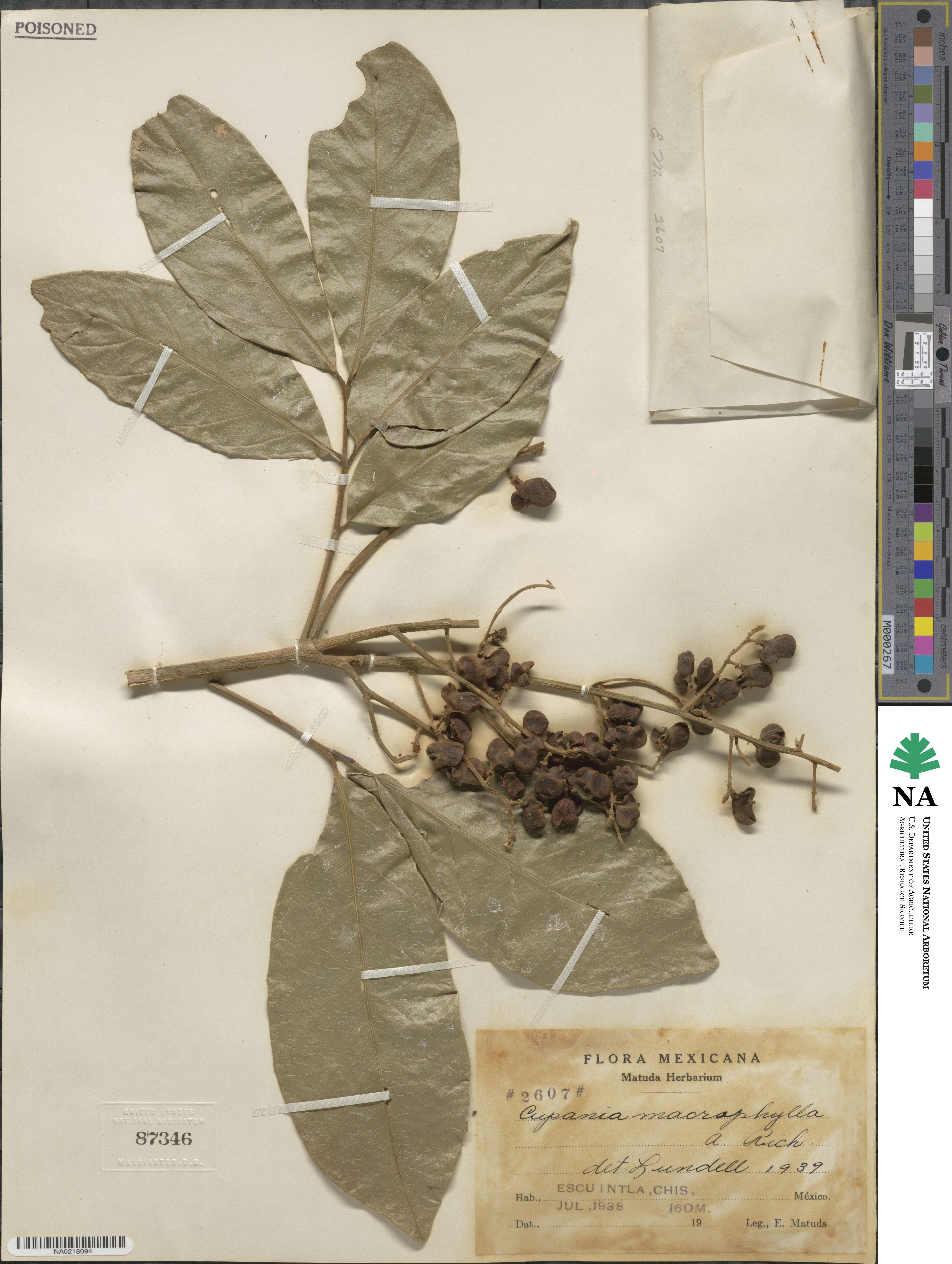 Cupania macrophylla image