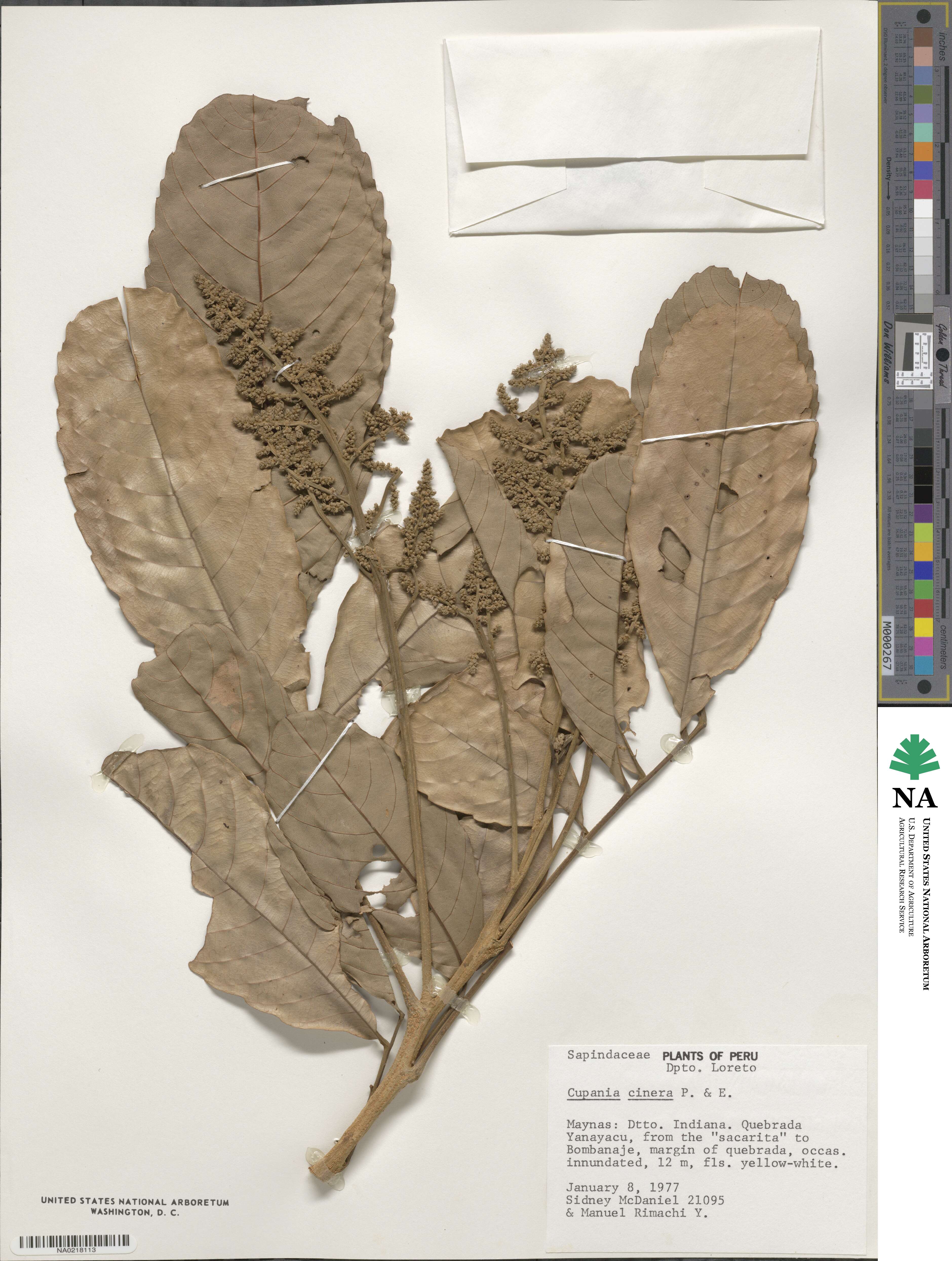 Cupania cinerea image