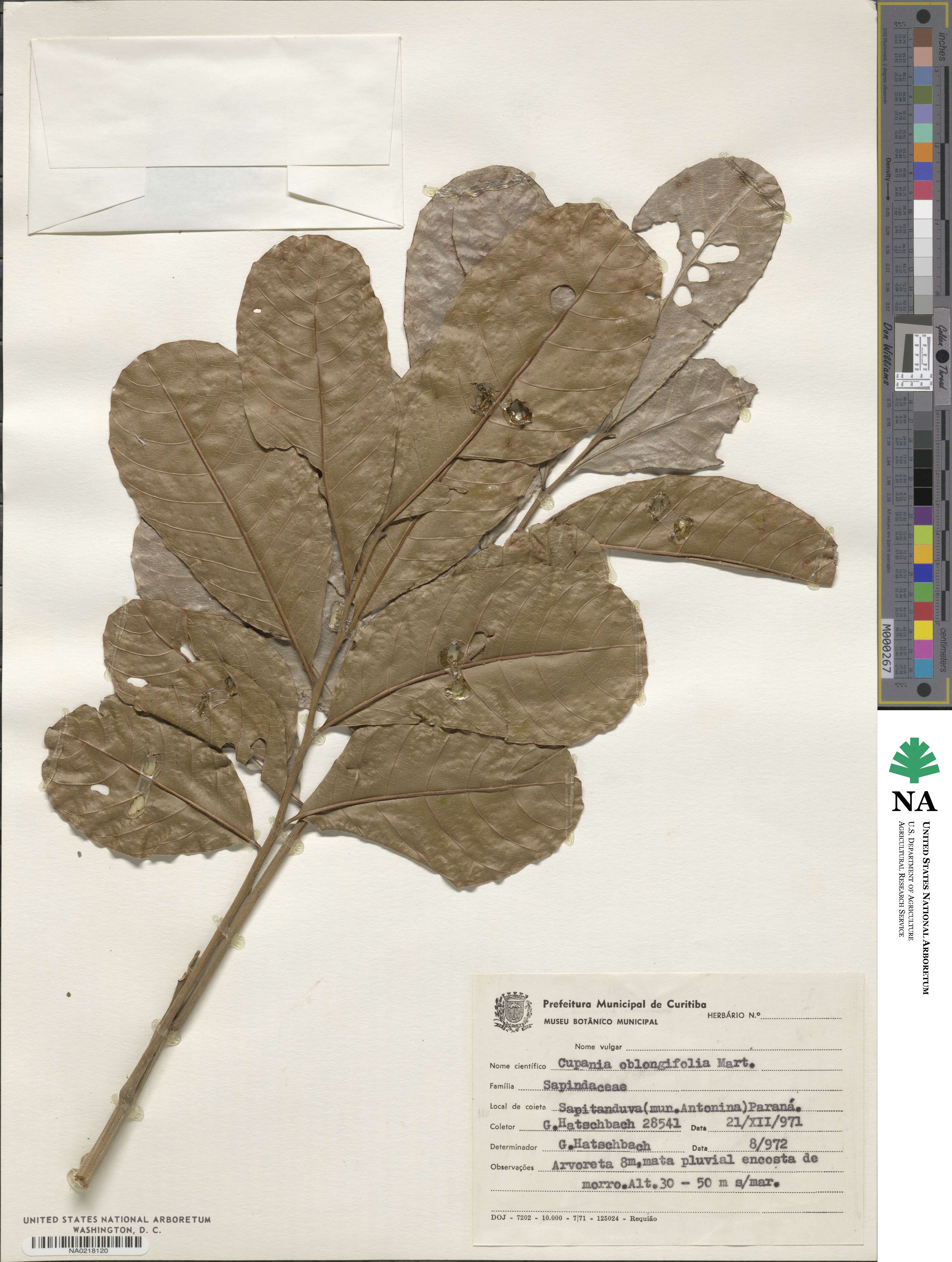 Cupania oblongifolia image