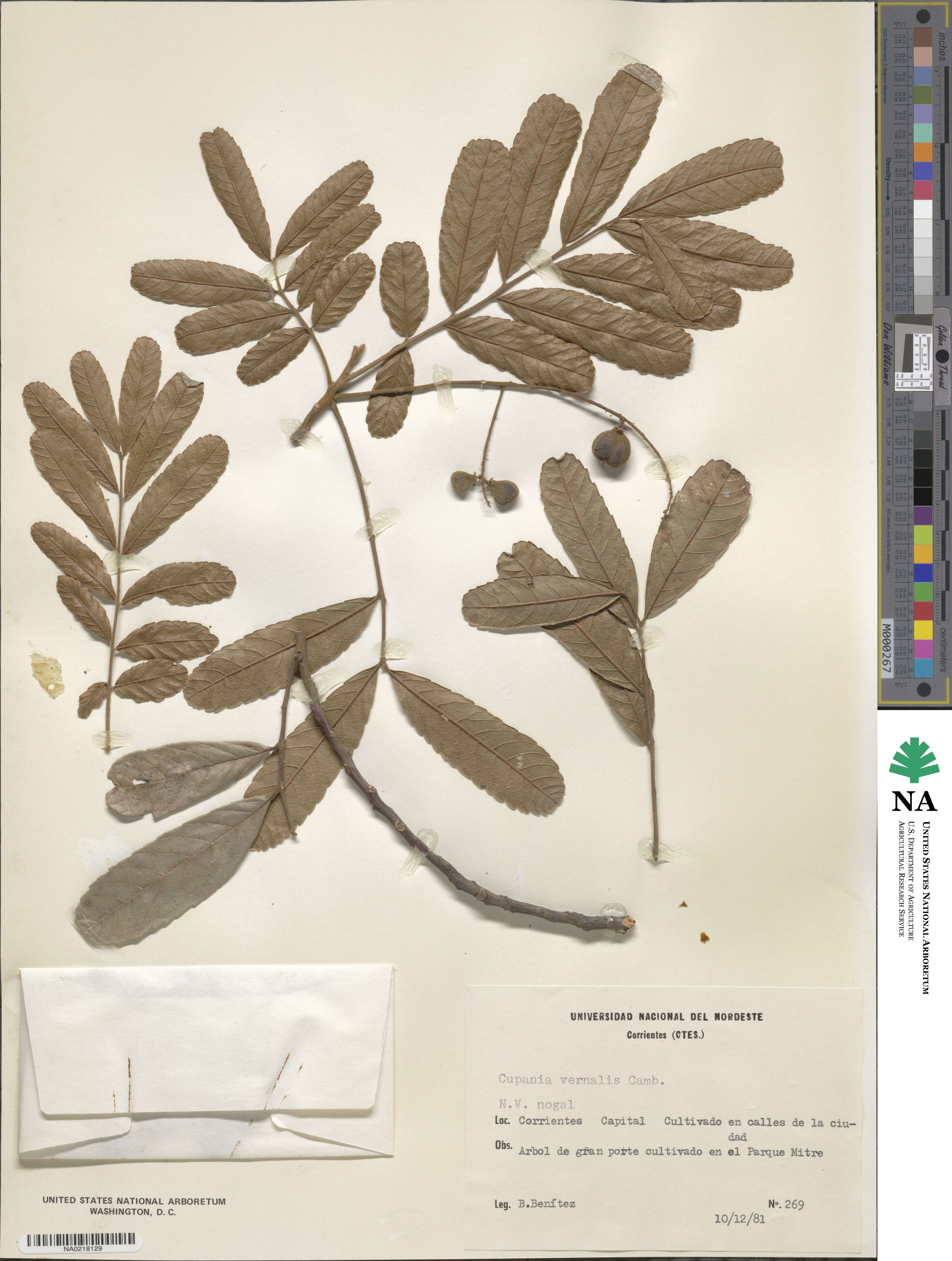 Cupania image