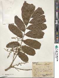 Cupania vernalis image