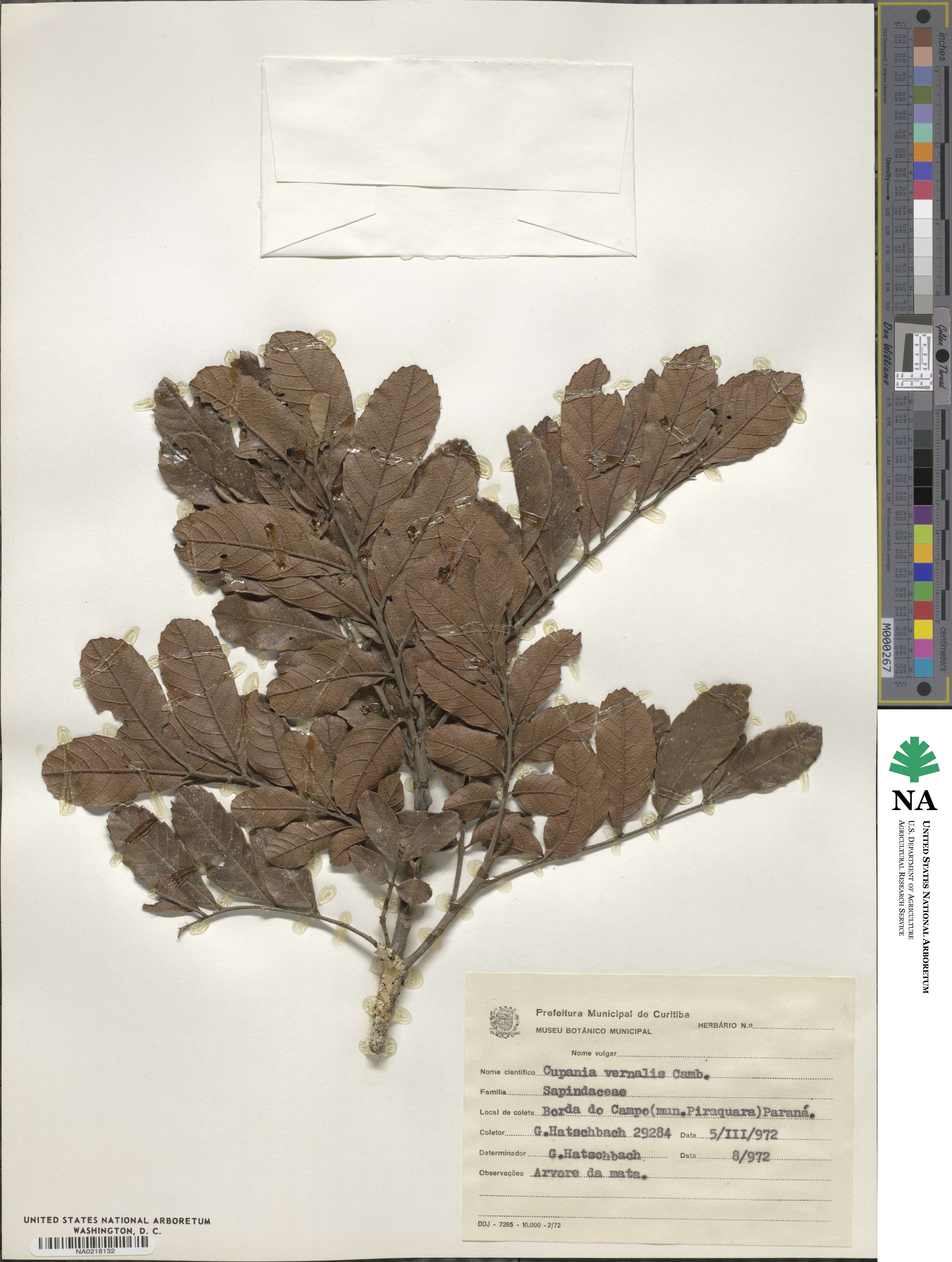 Cupania vernalis image