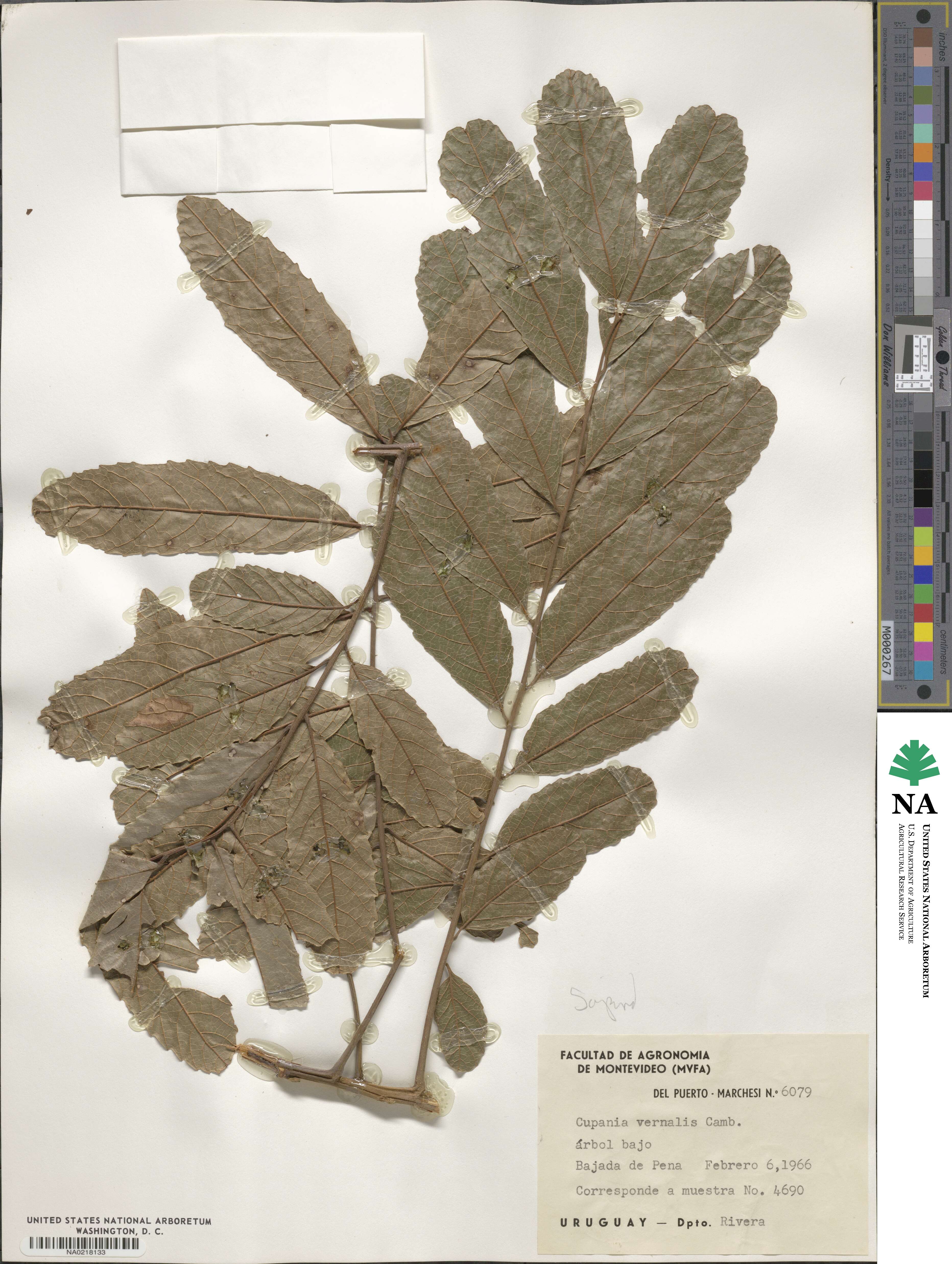 Cupania vernalis image