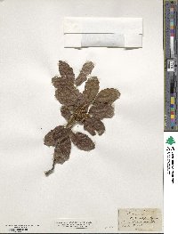 Image of Elattostachys xylocarpa