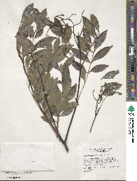 Image of Matayba oppositifolia