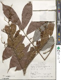 Image of Matayba arborescens