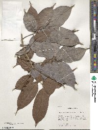 Matayba arborescens image