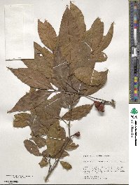 Matayba arborescens image