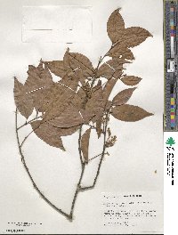 Matayba arborescens image